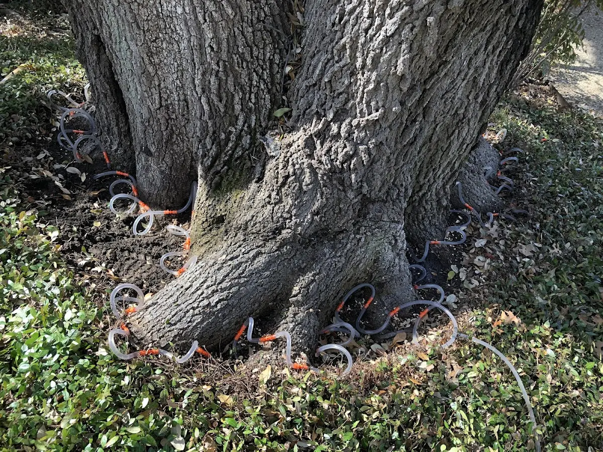 Detailed Tree Cabling and Bracing job site in Bellamy