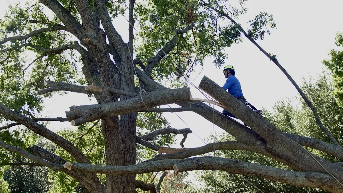 Professional Hazardous Tree Removal performed by certified arborists in Bellamy